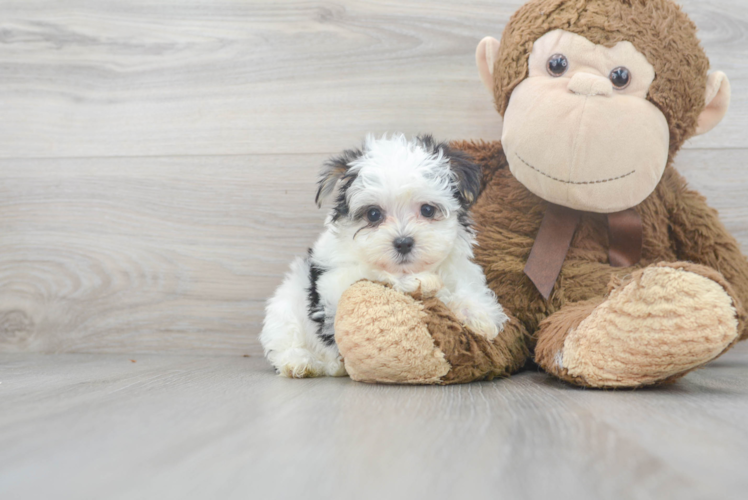 Happy Morkie Baby