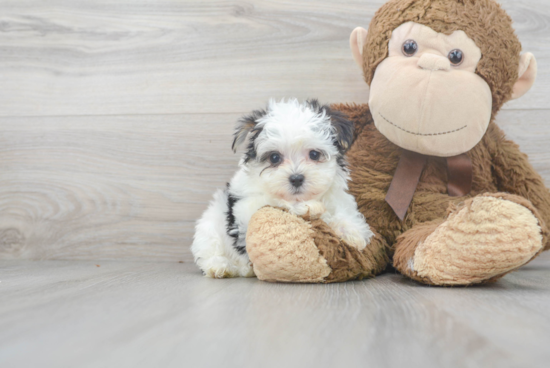 Happy Morkie Baby