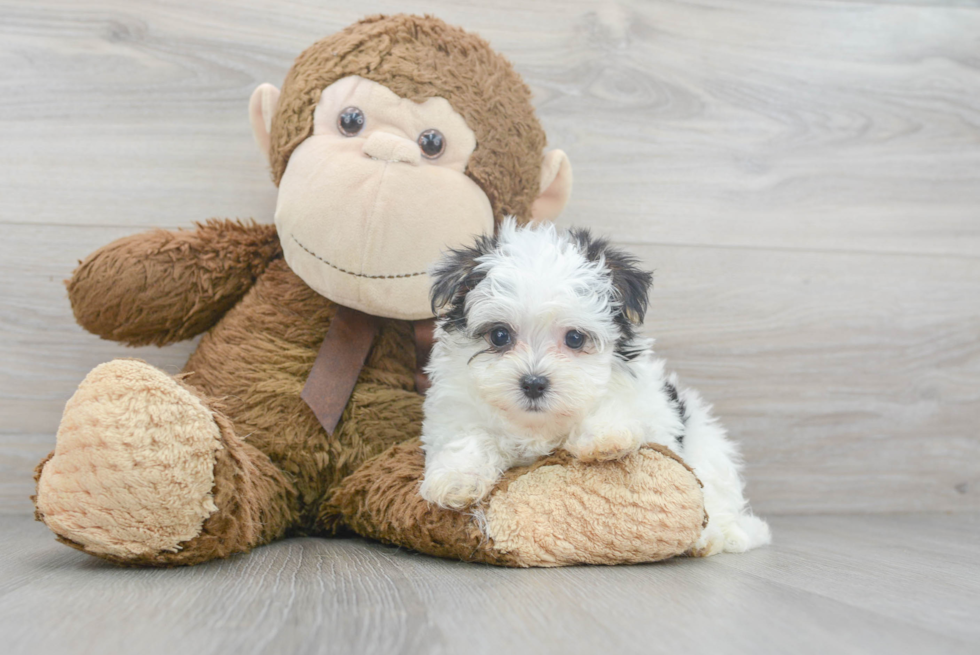 Morkie Pup Being Cute