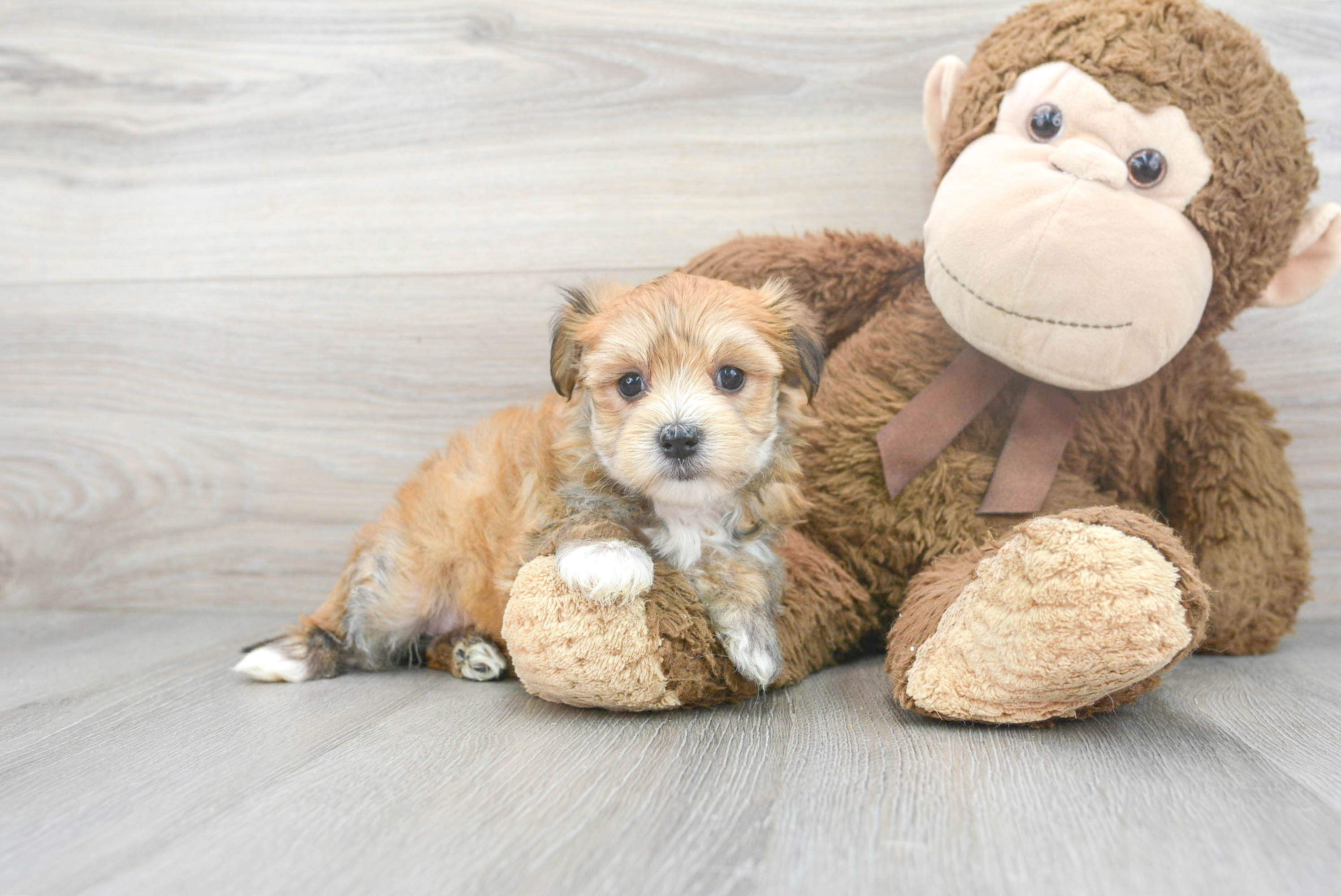 Friendly Morkie Baby