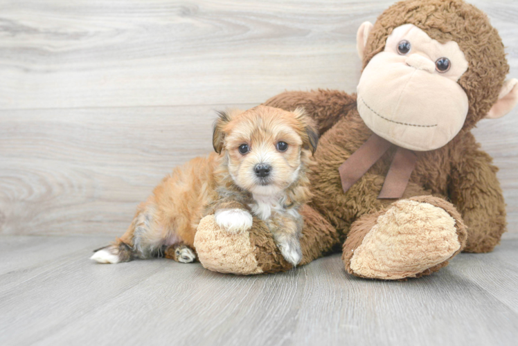 Friendly Morkie Baby