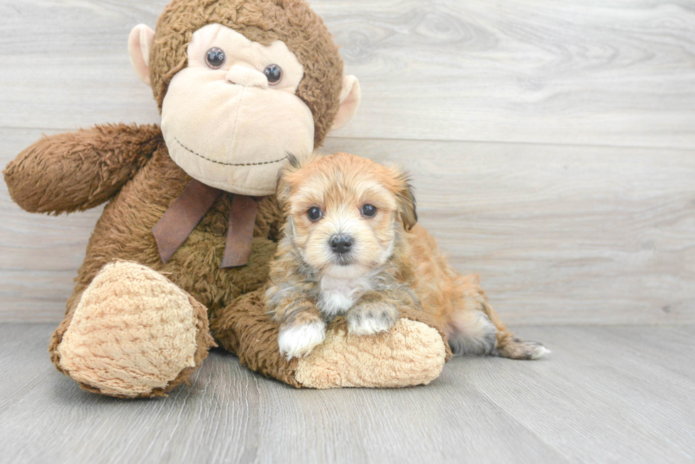 Morkie Pup Being Cute