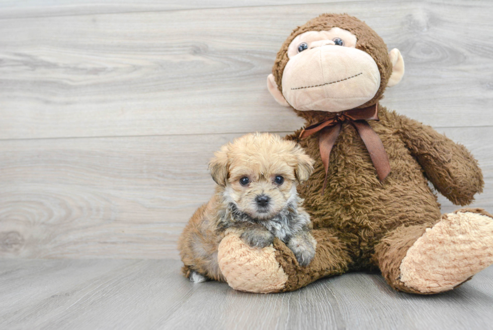 Friendly Morkie Baby