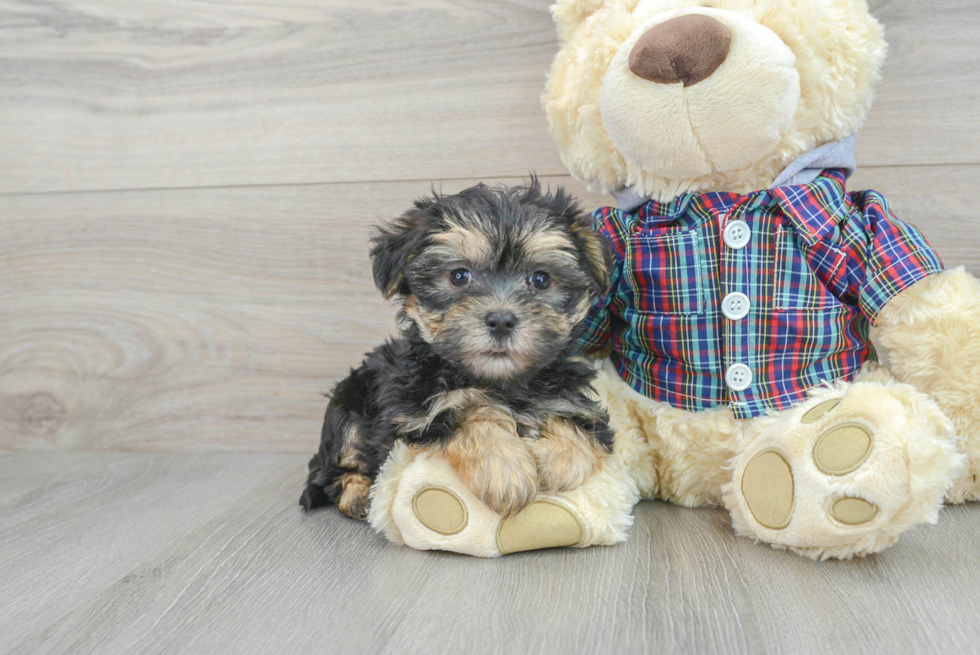 Morkie Pup Being Cute