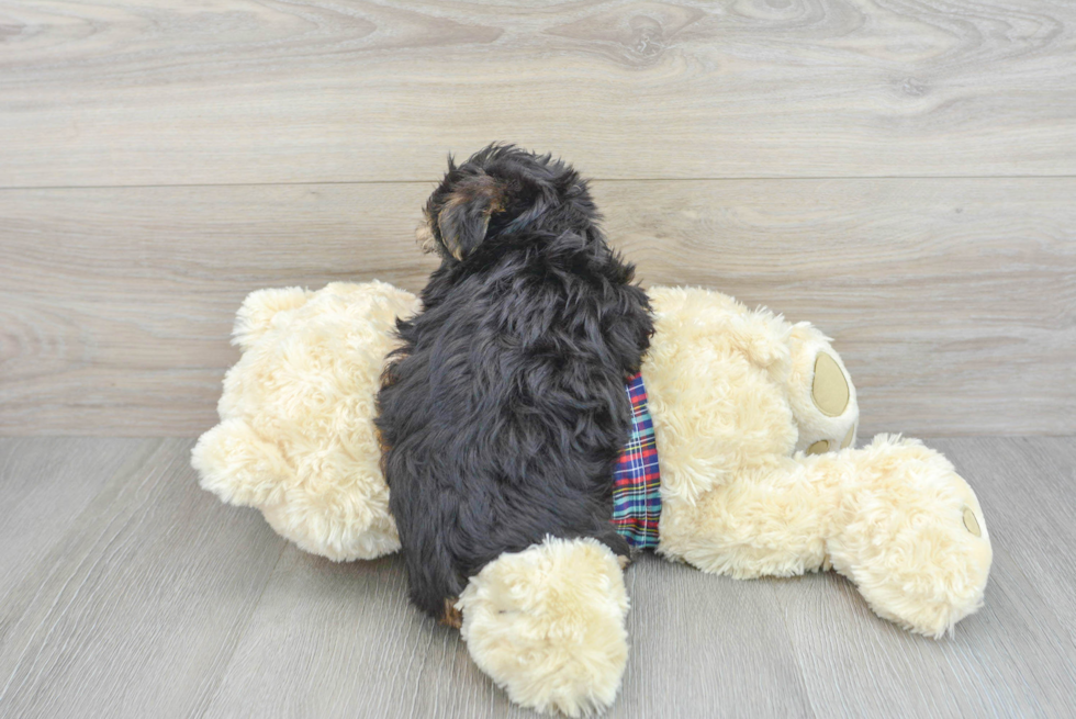 Adorable Yorkie Designer Puppy
