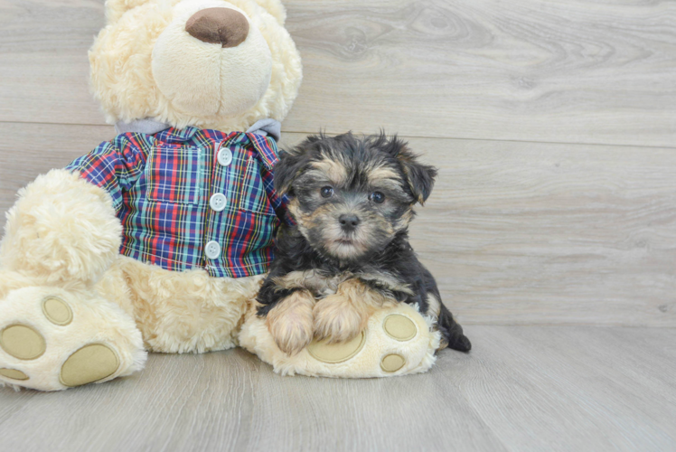 Best Morkie Baby