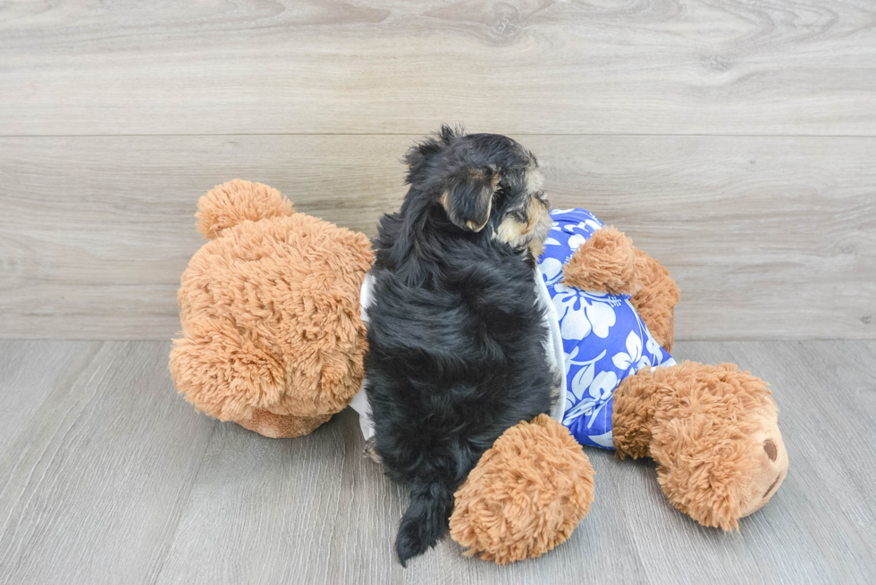 Adorable Yorkie Designer Puppy