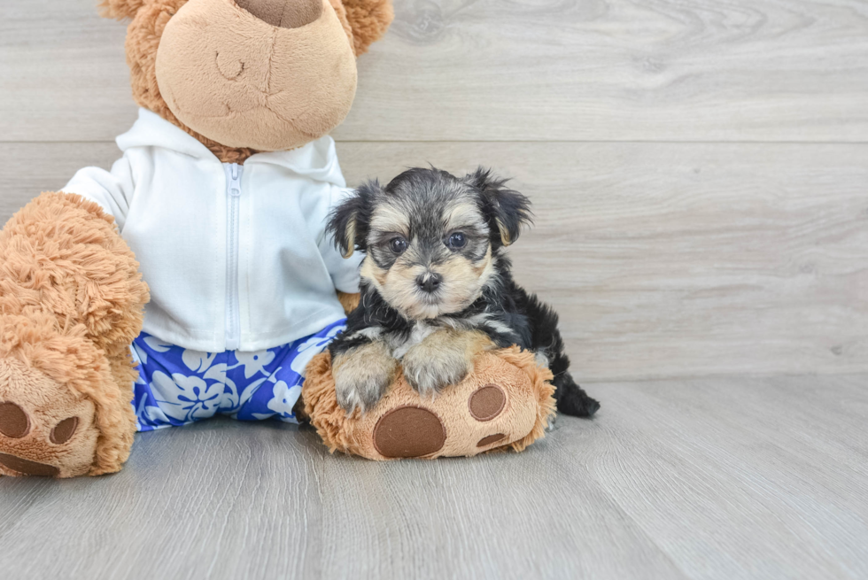 Small Morkie Baby