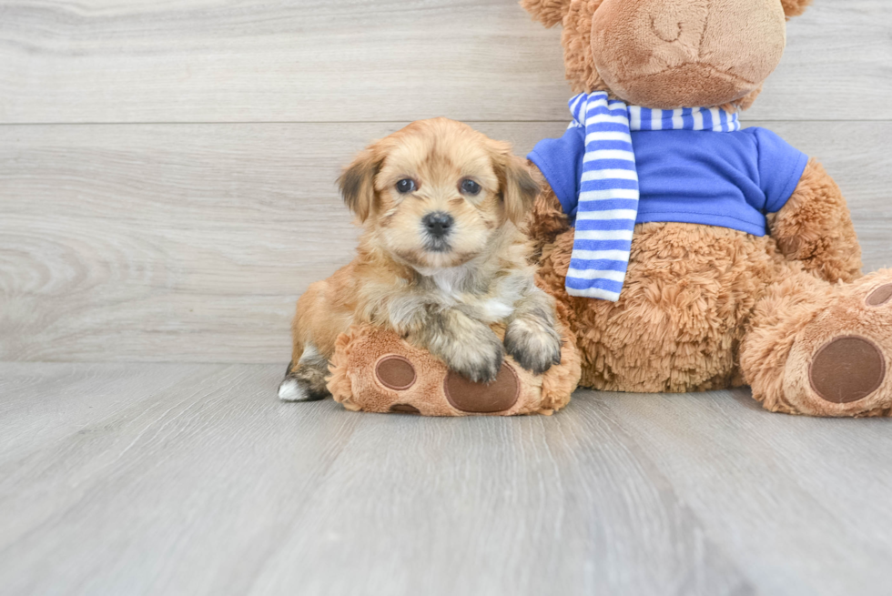 Hypoallergenic Yorkie Designer Puppy