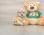 5 week old Morkie Puppy For Sale - Premier Pups