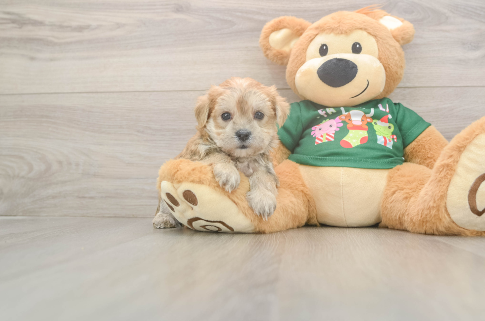 5 week old Morkie Puppy For Sale - Premier Pups