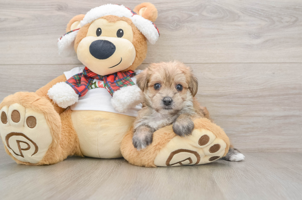 5 week old Morkie Puppy For Sale - Premier Pups