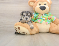 6 week old Morkie Puppy For Sale - Premier Pups