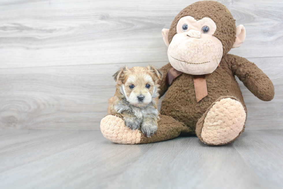 Morkie Pup Being Cute