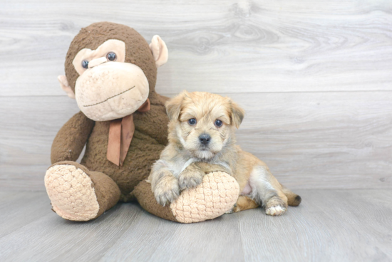 Morkie Puppy for Adoption