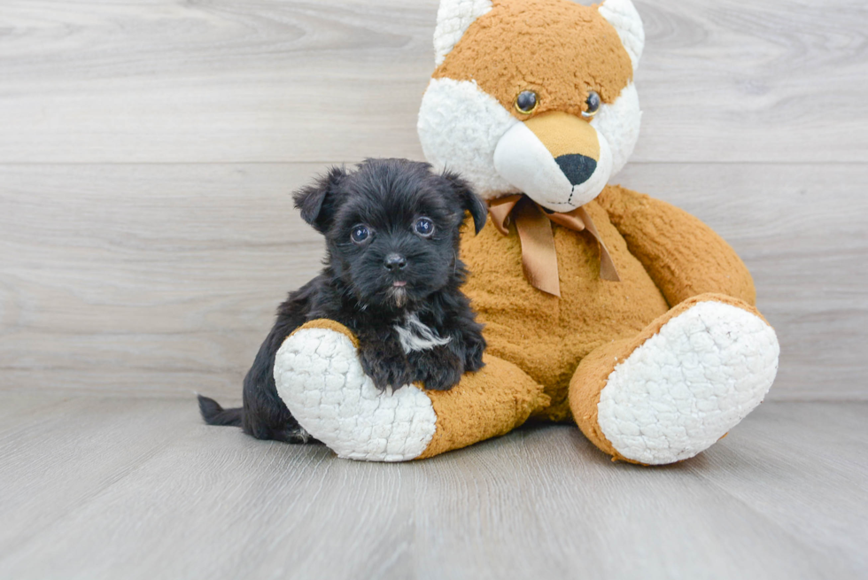 Cute Morkie Baby