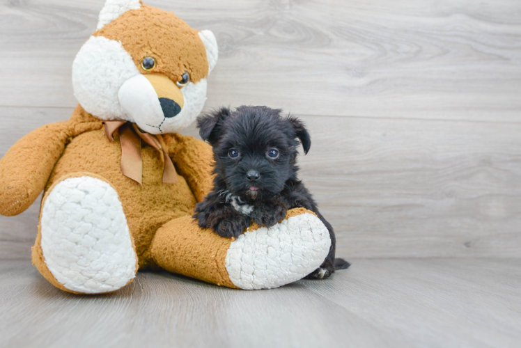 Morkie Pup Being Cute