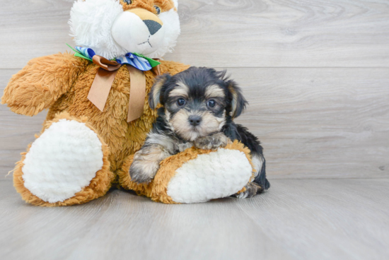 Morkie Pup Being Cute