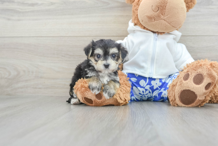 Morkie Puppy for Adoption