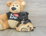 6 week old Morkie Puppy For Sale - Premier Pups