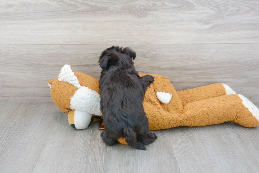 Morkie Pup Being Cute