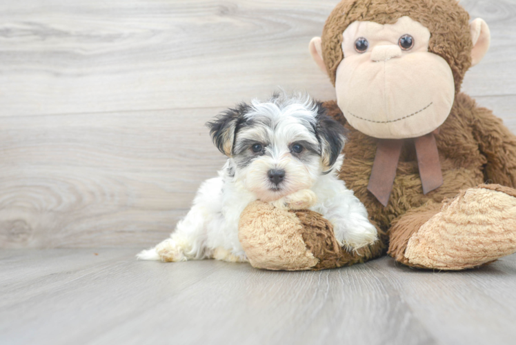 Morkie Puppy for Adoption