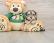 5 week old Morkie Puppy For Sale - Premier Pups