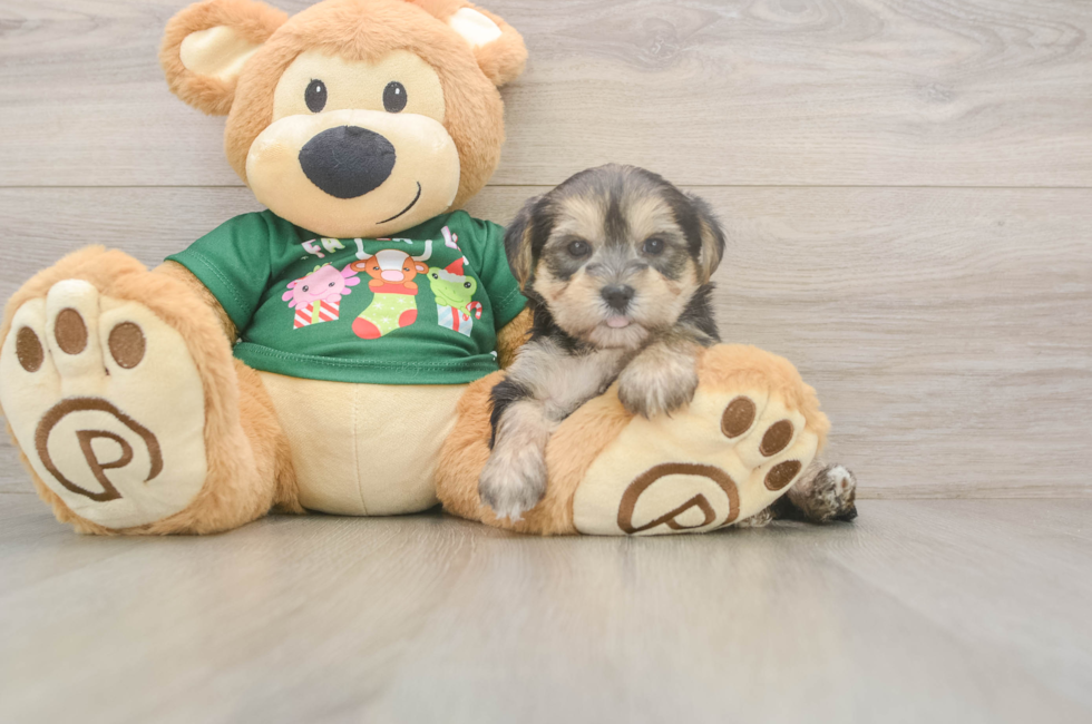 5 week old Morkie Puppy For Sale - Premier Pups
