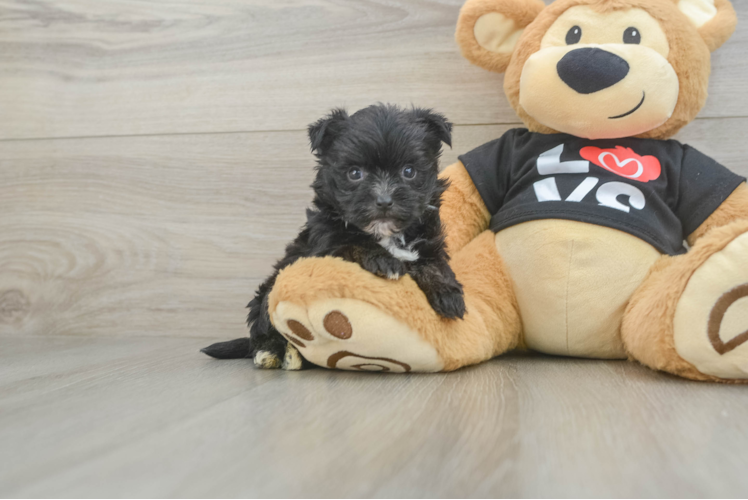 Best Morkie Baby