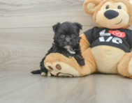 6 week old Morkie Puppy For Sale - Premier Pups