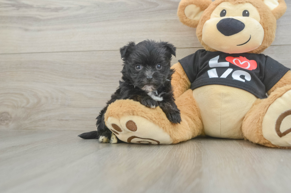 5 week old Morkie Puppy For Sale - Premier Pups