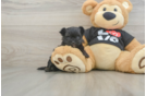 Small Morkie Baby