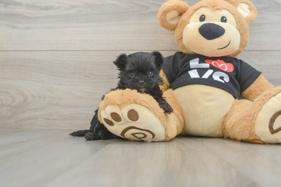 Small Morkie Baby