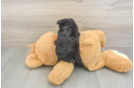 Fluffy Morkie Designer Pup