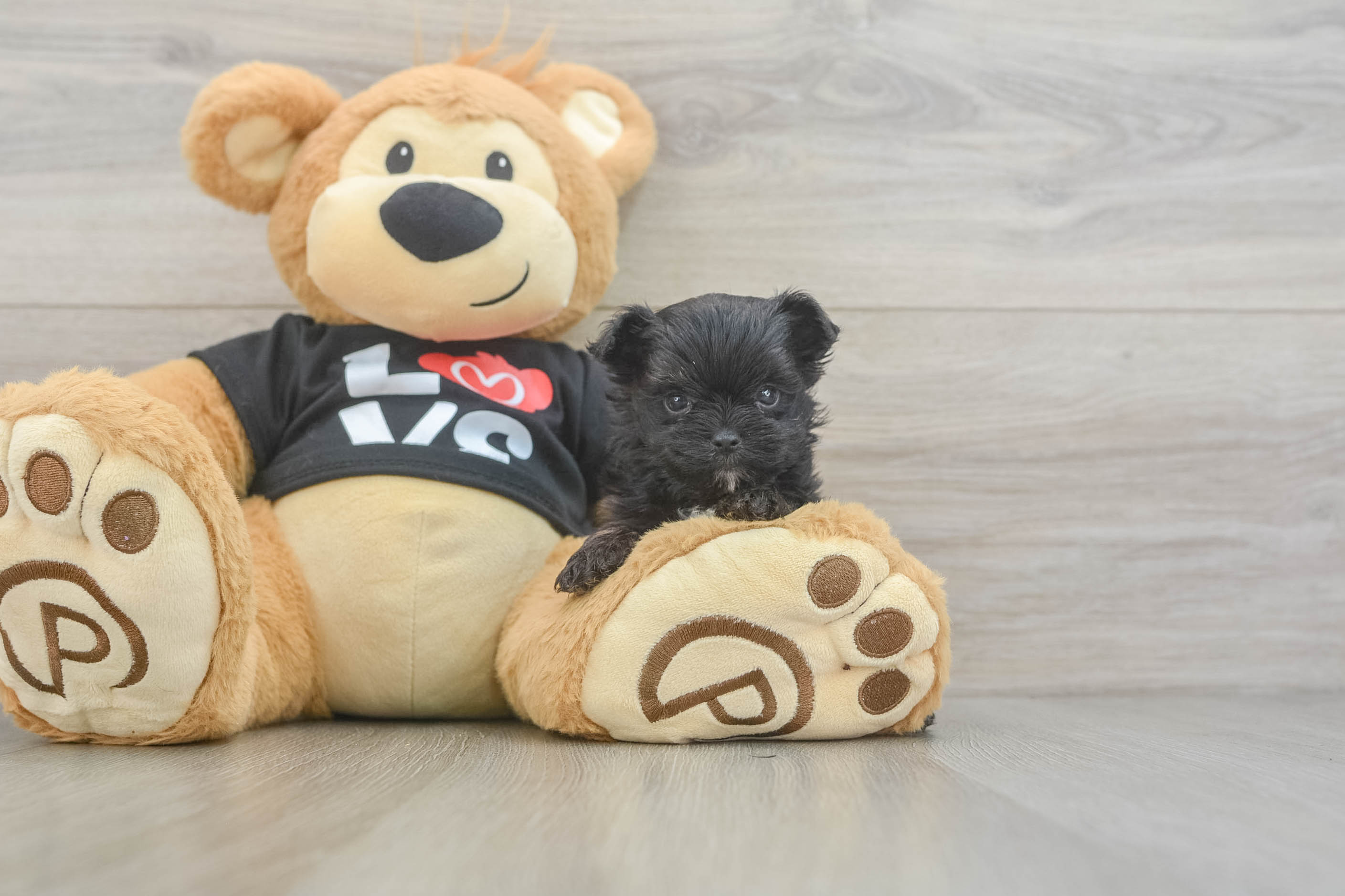 Morkie Puppy for Adoption