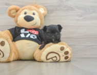 11 week old Morkie Puppy For Sale - Premier Pups