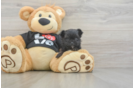 Morkie Puppy for Adoption