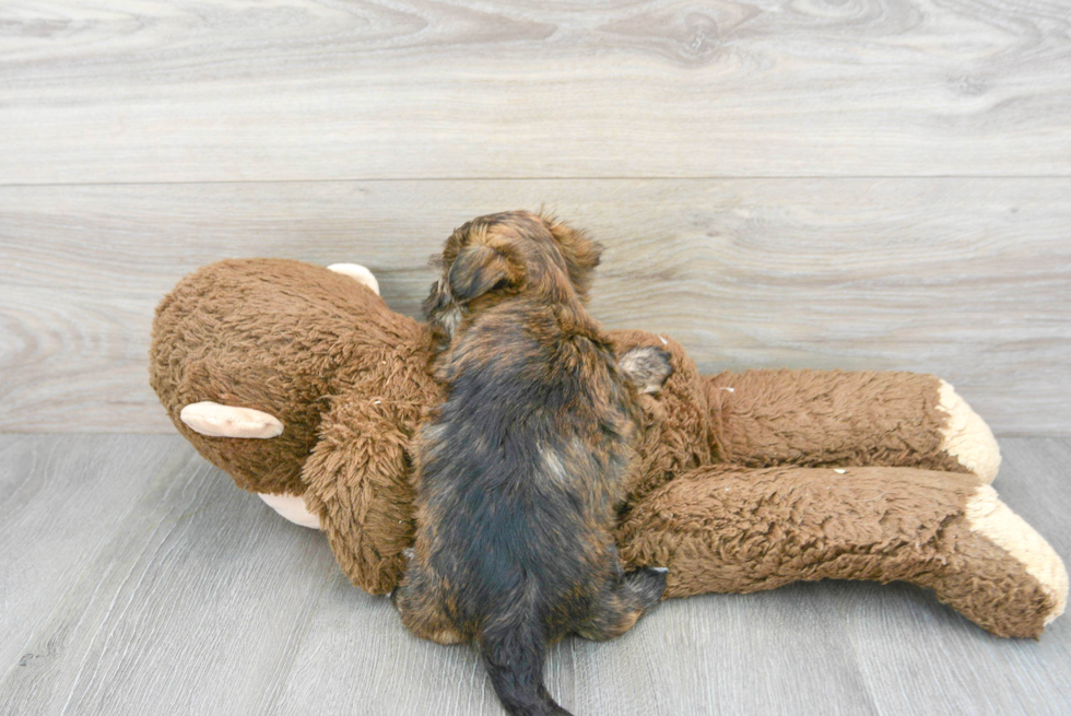 Morkie Pup Being Cute