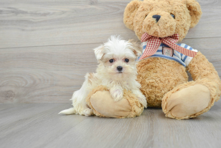 Morkie Puppy for Adoption