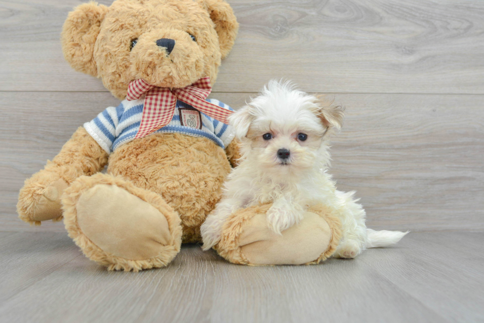 Smart Morkie Designer Pup