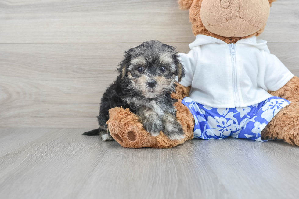 Morkie Puppy for Adoption