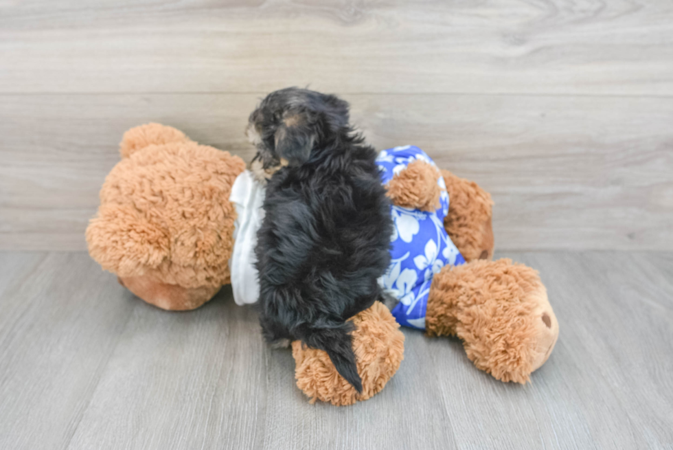 Energetic Yorkie Designer Puppy