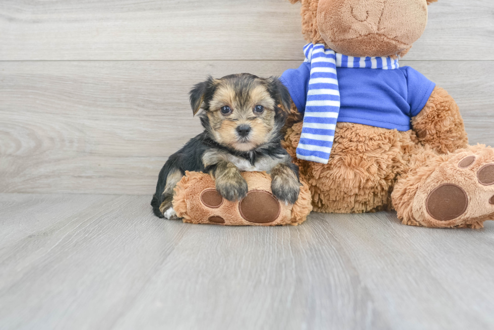 Small Morkie Baby