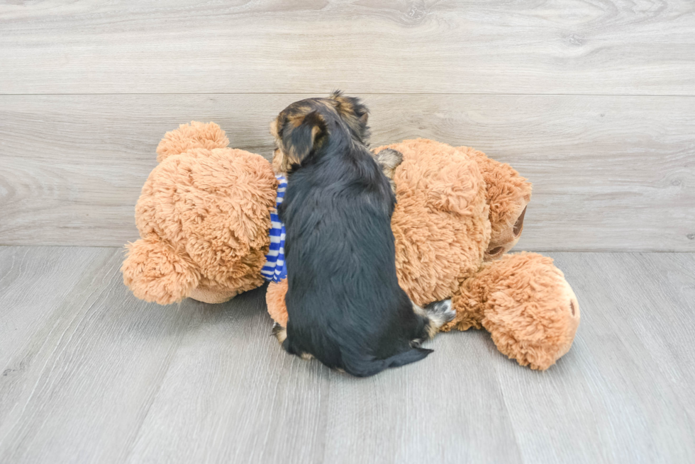 Adorable Yorkie Designer Puppy