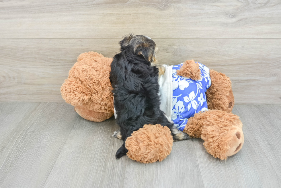 Fluffy Morkie Designer Pup