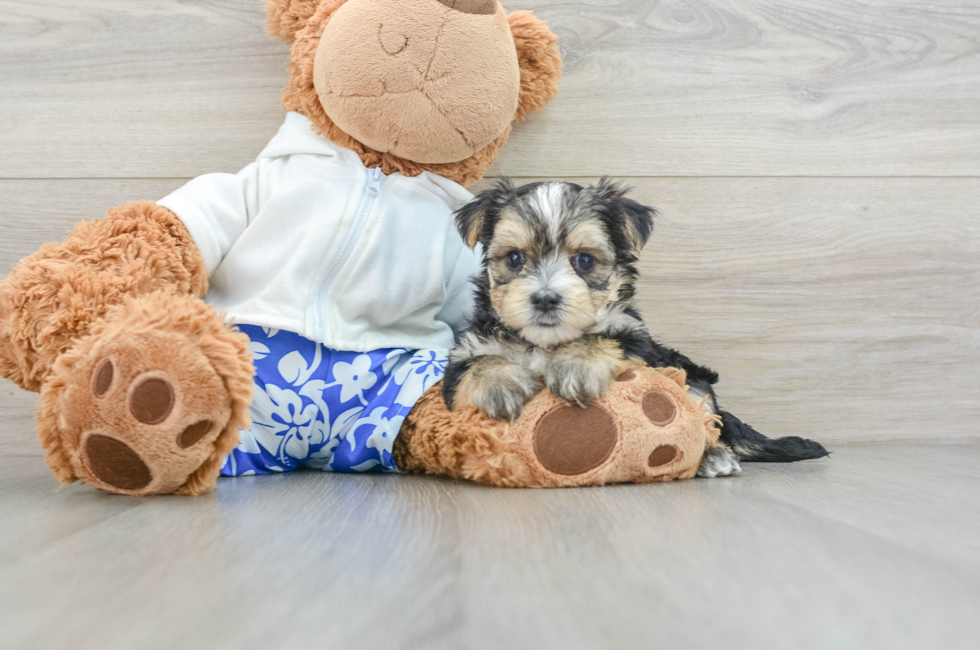 6 week old Morkie Puppy For Sale - Premier Pups