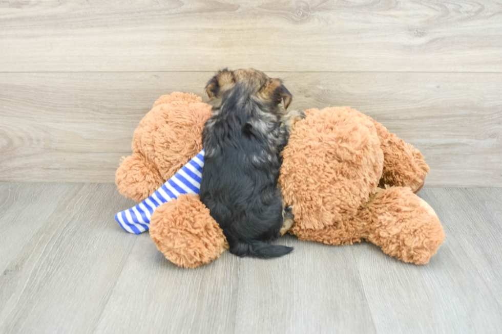 Playful Maltese Yorkie Mix Designer Puppy