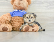 6 week old Morkie Puppy For Sale - Premier Pups