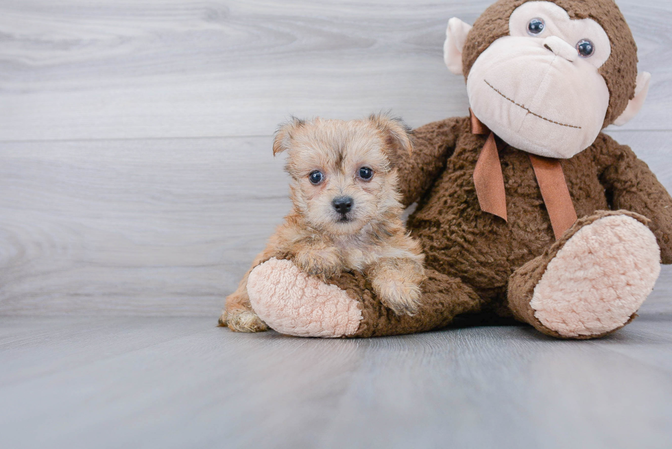 Sweet Morkie Baby