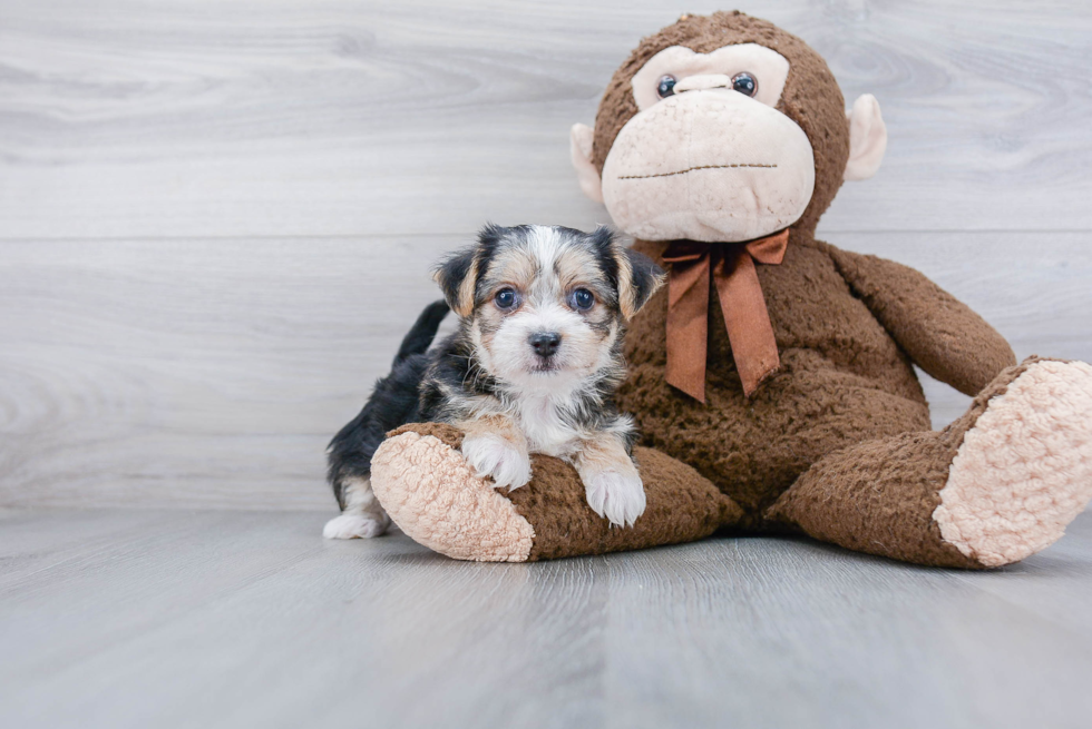 Morkie Pup Being Cute